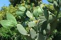Barbary fig, cactus pear, spineless cactus, prickly pear